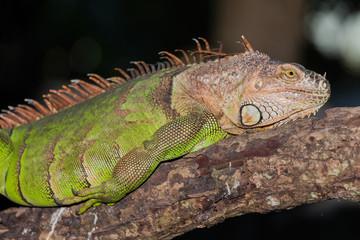 Close up of a green iguana