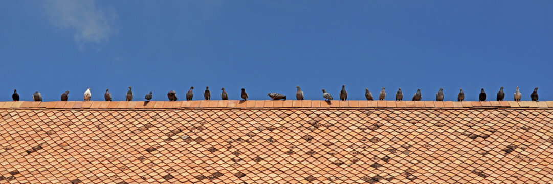 group of pigeon on roof