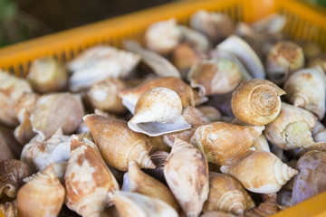 fresh cockles for sale at the market