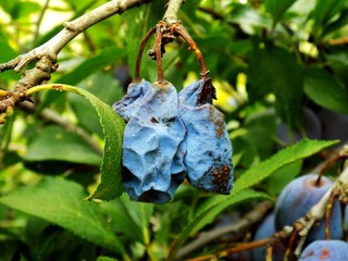 Dry Italian prune plums on tree