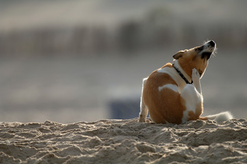 Hund am Strand kratzt sich am Ohr