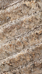 Palm tree bark texture