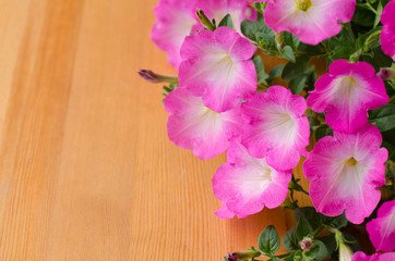 .Pink petunia on wooden table background.