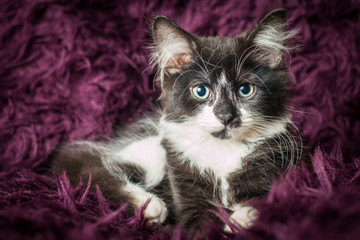 Cute Kitten