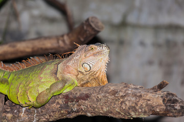 Close up of a green iguana