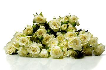 roses on a white background