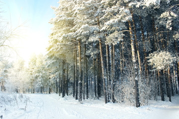 Winter forest on a sunrise.