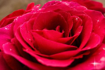 Rose from a close distance with water drops, selective focus