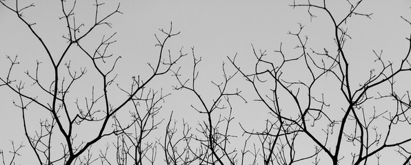 Obraz premium tree branches isolated on white background
