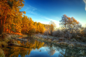  frost on trees and grass