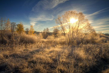  frost on trees and grass