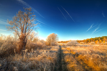  frost on trees and grass
