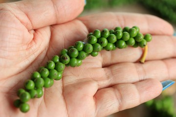 Fresh green pepper seeds