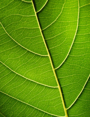 close up of green leaf texture
