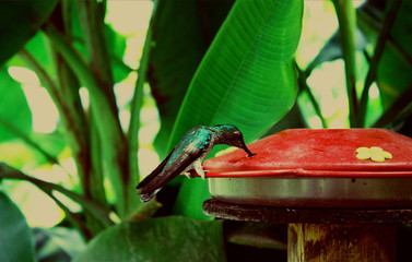 Hummingbird at a Feeder