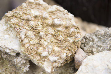 fossil remains of clams at Krabi