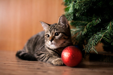 Christmas cat with toy