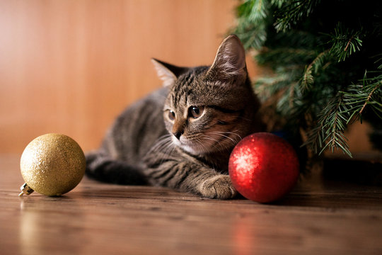 New year cat with toys