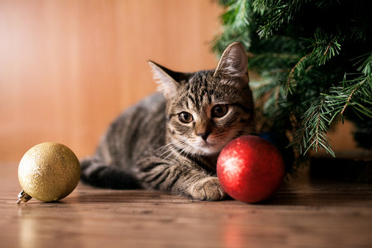Holiday time with cat