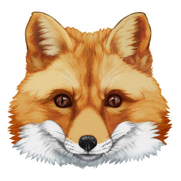 Portrait of Fox. Hand-drawn illustration, digitally colored.