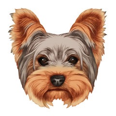 Portrait of Yorkshire Terrier Dog. Hand-drawn illustration, digitally colored.