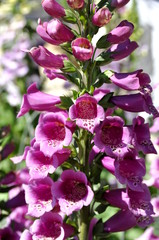 The pink flower of the poisonous plant foxglove
