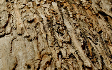 Dry wood pattern close up for backgorund.