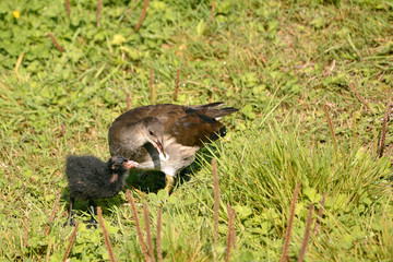 Moorhen feeding her little
