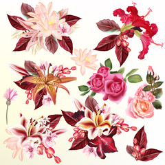 Obraz premium Beautiful collection of vector flowers