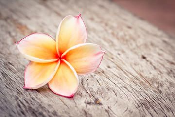 Plumeria on wood
