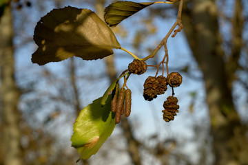 Fototapeta premium Alnus glutinosa - Black Alder