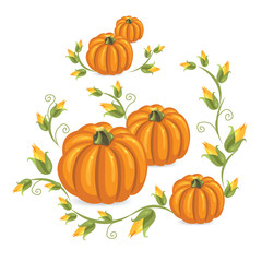 Pumpkin and decorative pumpkin burgeon on a white background.