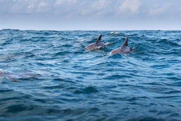 Bottlenose dolphin jumping from water, Menay Bay, Zanzibar, Tanz © danmir12