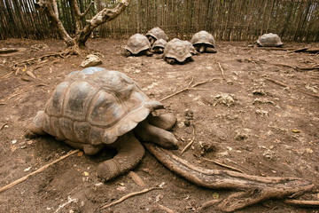 An Aldabra giant tortoise looks out from its shell on Prison Isl