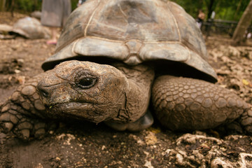 An Aldabra giant tortoise looks out from its shell on Prison Isl