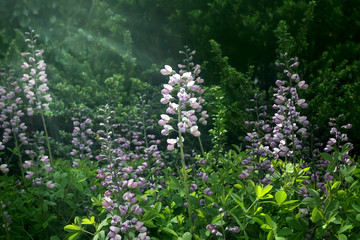Snapdragon flowers in sunlight in spring garden