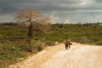 Big baobab tree surrounded by African Savannah with dirt track n