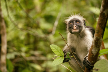 Wild Red Colobus monkey sitting on the branch in tropical Jozani