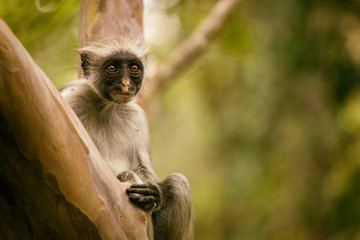 Wild Red Colobus monkey sitting on the branch in tropical Jozani