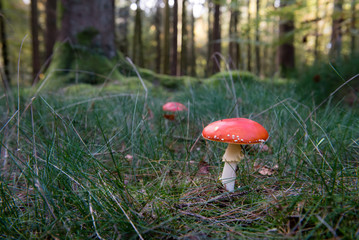 Red mushroom (Amanita muscaria) in a forest.