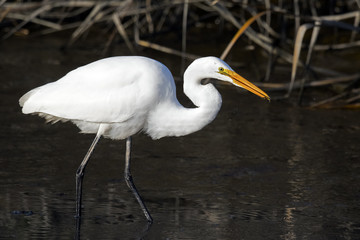 Great Egret with Fish