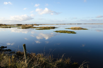 Calm wetland