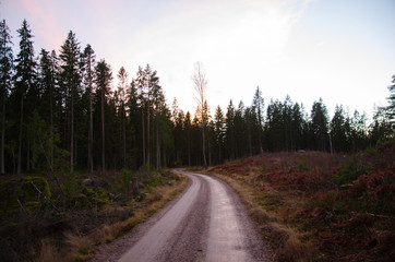 Fototapeta na wymiar Gravel road in a dark forest