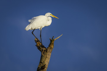 Great Egret Perched on a Dead Tree Branch