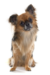 long hair chihuahua