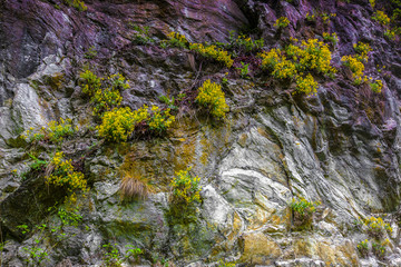 rośliny skalne, © Janusz Lipiński