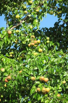 Pear tree (Pyrus) with the ripe pears in the summer garden against a blue sky