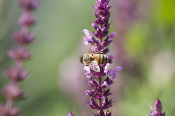 api su salvia selvatica