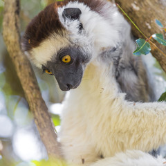 White hairy Sifaka lemur in Madagascar looking down from up of a tree