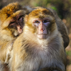 Portrait of adult female Barbary macaque at the zoo, Germany